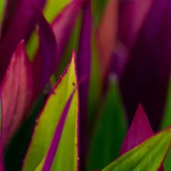 Plantas com folhas coloridas
