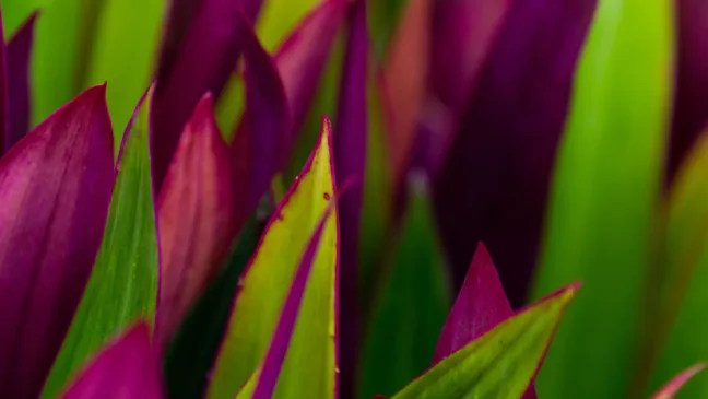 Plantas com folhas coloridas Plantas com folhas coloridas