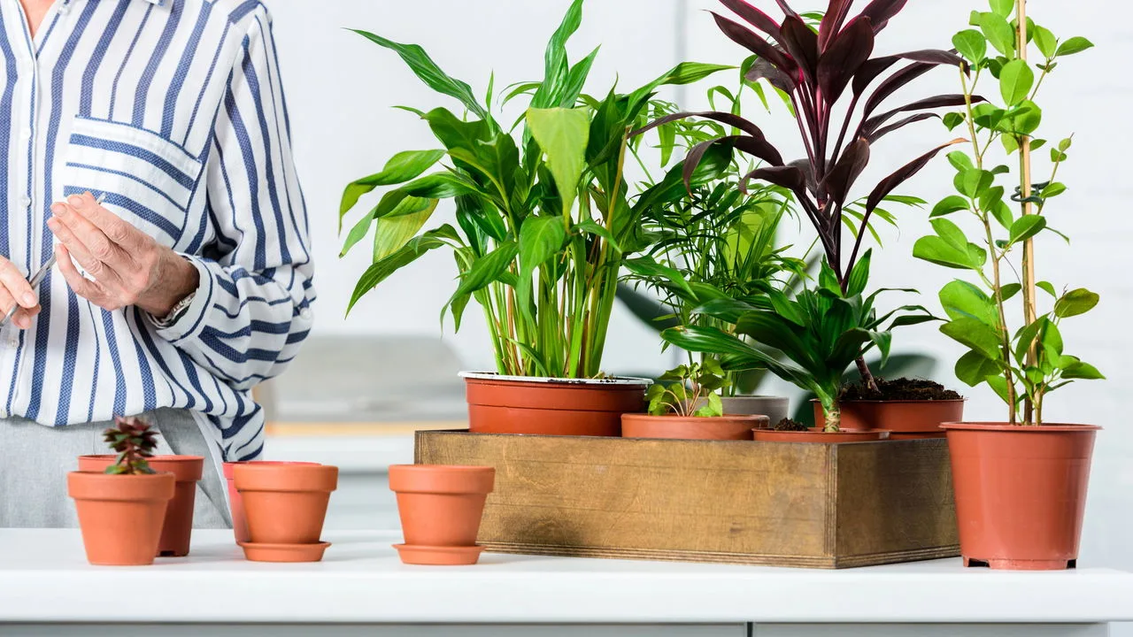 12 plantas perfeitas para cultivar dentro de casa