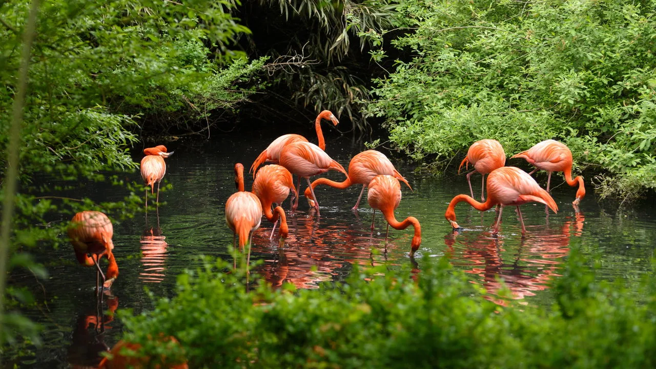 Flamingos