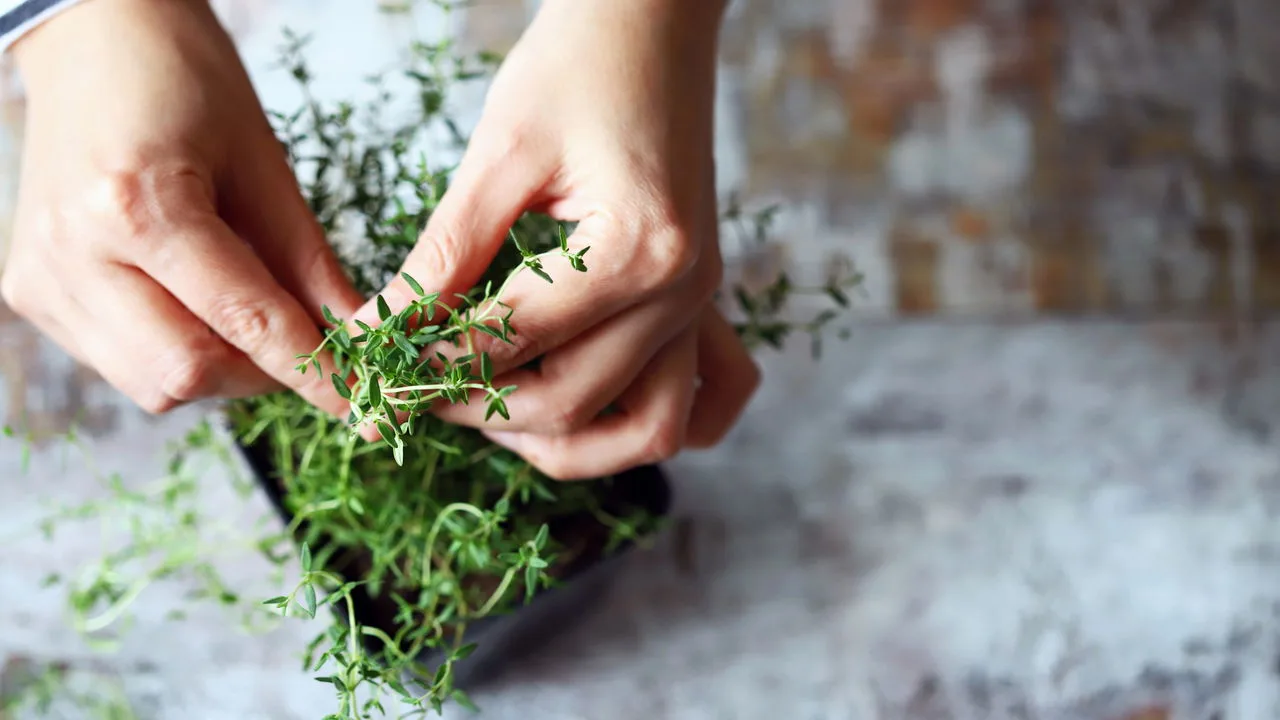 Plantas que melhoram foco