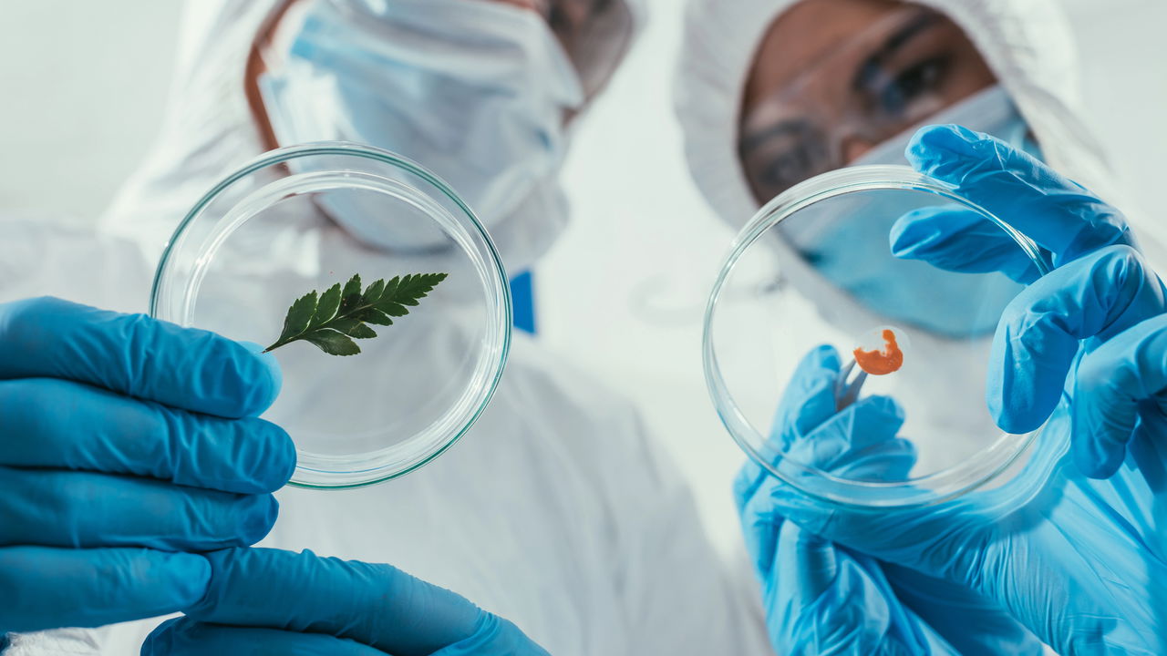 Biotecnologia impulsiona inovações na saúde e no campo