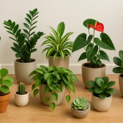 Foto: Cn Jardinagem