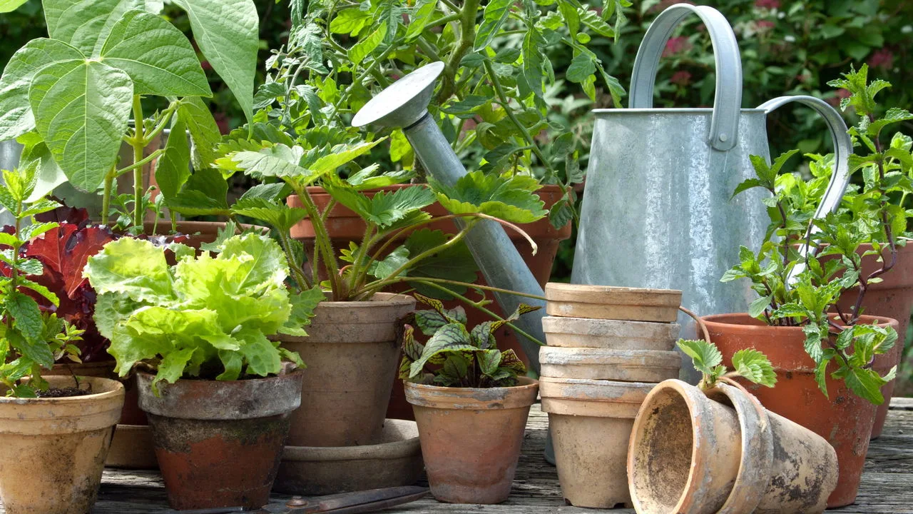 Aprenda a plantar hortaliças variadas no mesmo espaço