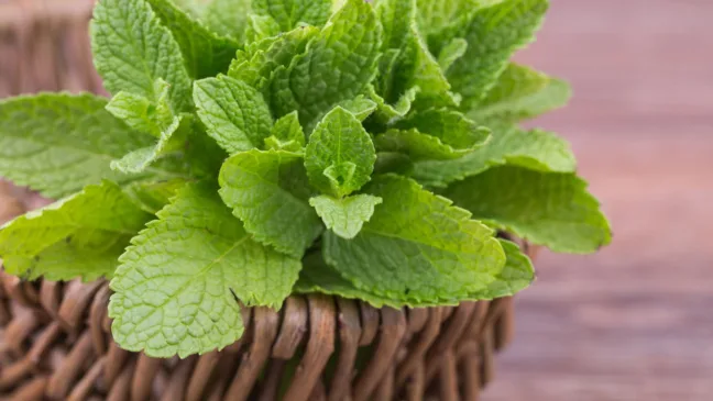 Como plantar hortelã sem deixar que ela invada o jardim Como plantar hortelã sem deixar que ela invada o jardim