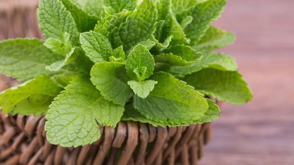 Como plantar hortelã sem deixar que ela invada o jardim Como plantar hortelã sem deixar que ela invada o jardim