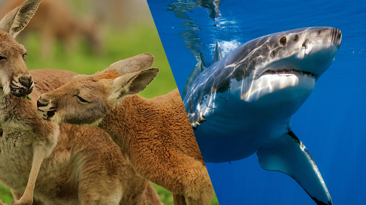 Esses animais continuam crescendo