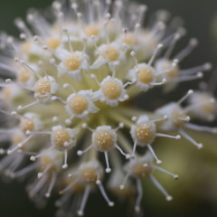Fatsia japonica