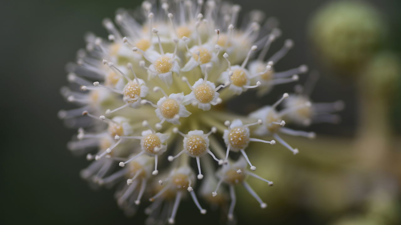Fatsia japonica