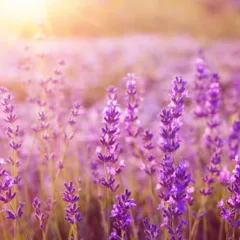 Lavanda - Créditos: depositphotos.com / Kotkoa