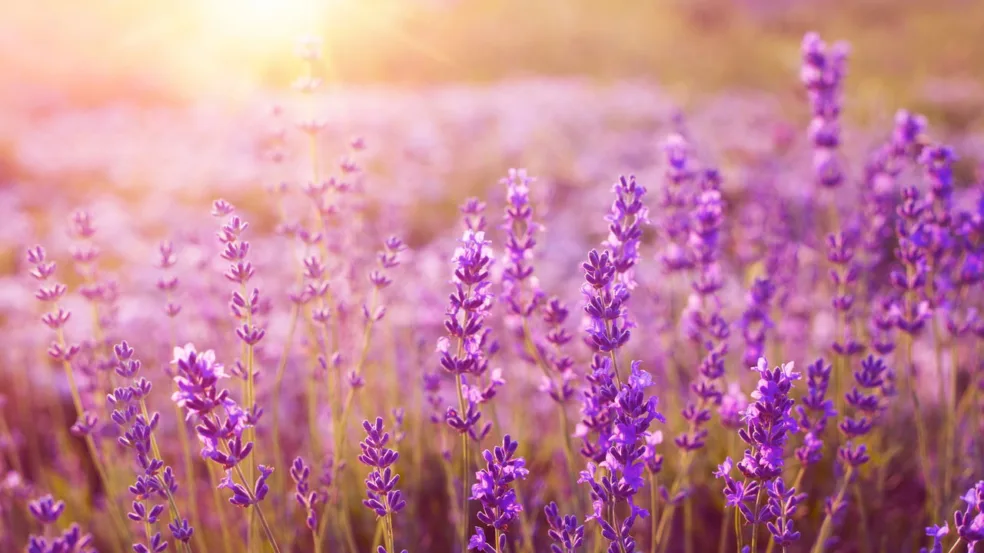 Lavanda - Créditos: depositphotos.com / Kotkoa Lavanda - Créditos: depositphotos.com / Kotkoa