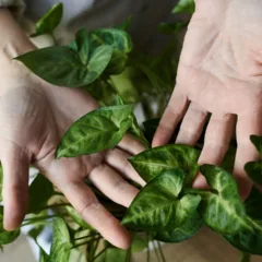 12 plantas perfeitas para cultivar dentro de casa