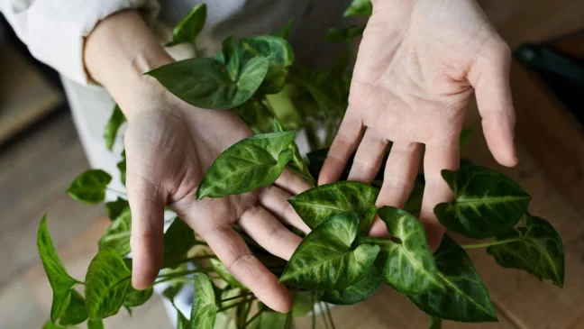 12 plantas perfeitas para cultivar dentro de casa 12 plantas perfeitas para cultivar dentro de casa