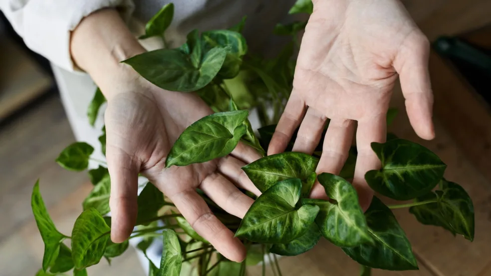 12 plantas perfeitas para cultivar dentro de casa 12 plantas perfeitas para cultivar dentro de casa