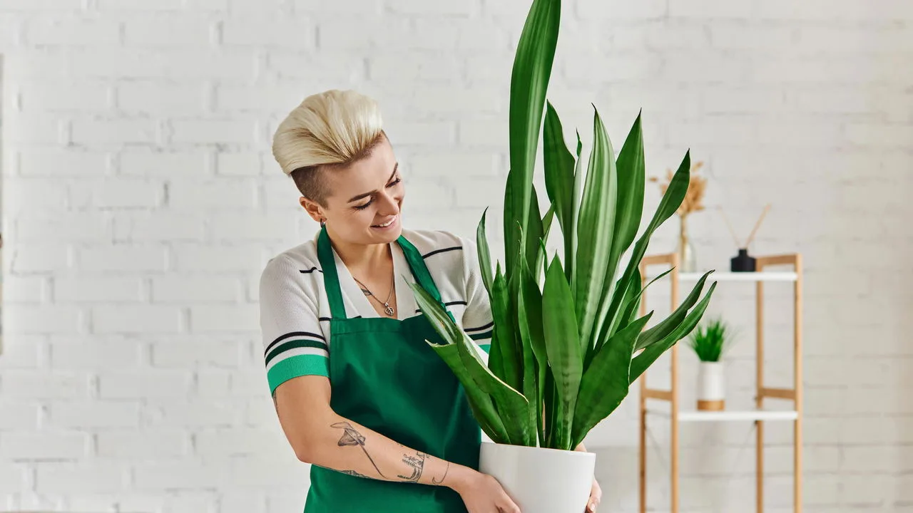 Plantas que favorecem o sono e o relaxamento natural