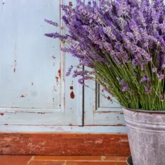 Como plantar lavanda