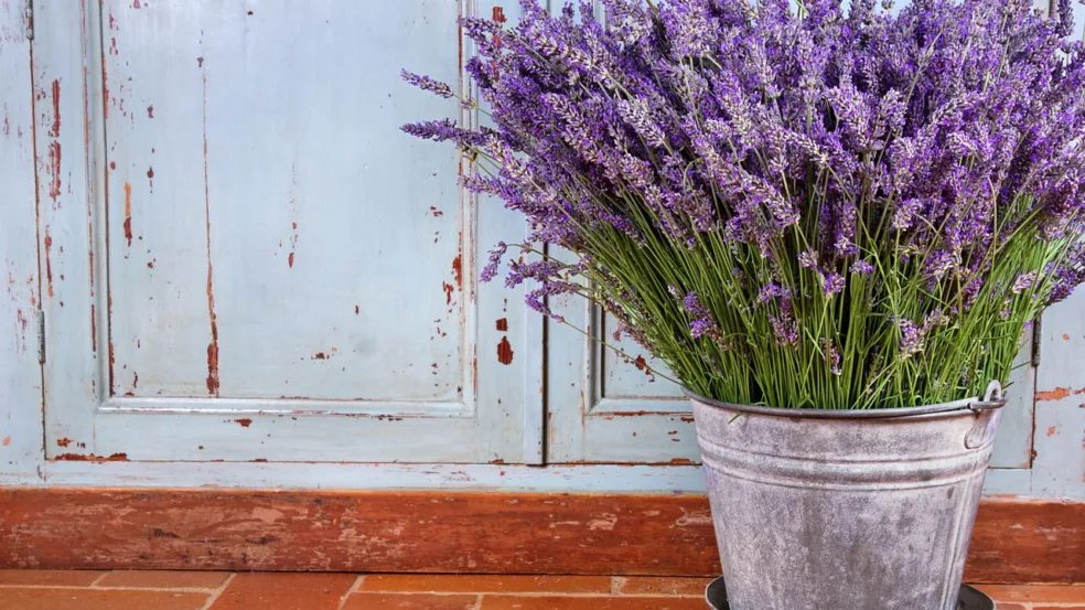 Como plantar lavanda Como plantar lavanda