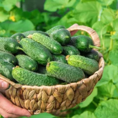 cultivar pepino