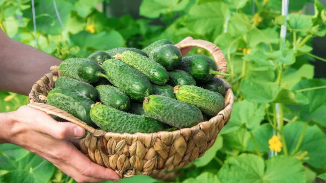 cultivar pepino cultivar pepino