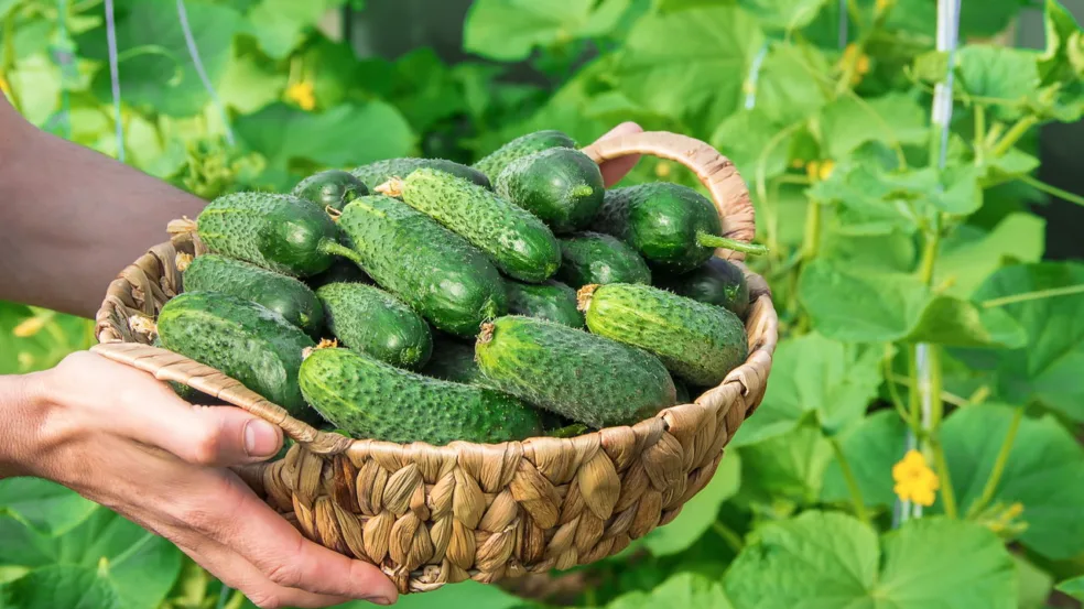 cultivar pepino cultivar pepino