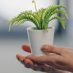Dicas de plantas