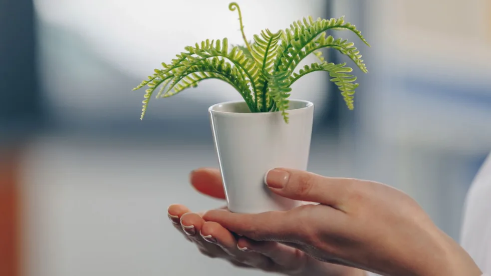 Dicas de plantas Dicas de plantas