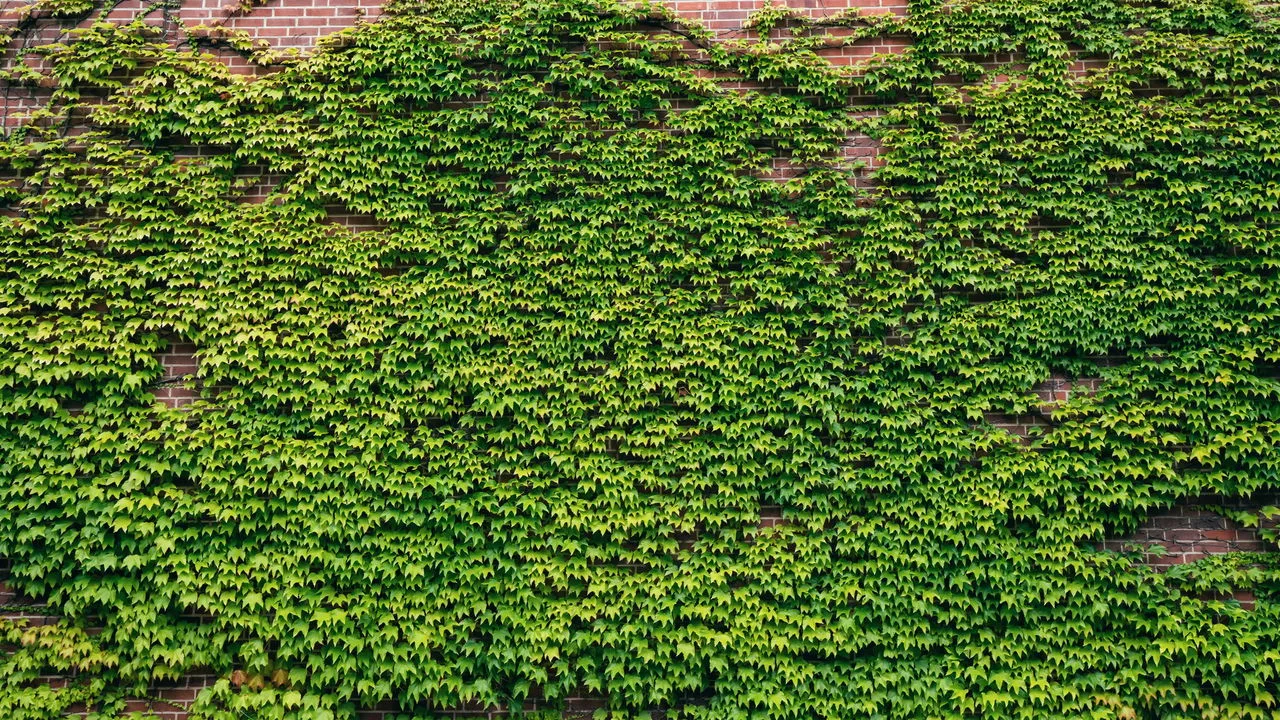 Plantas trepadeiras