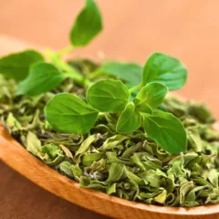 Aprenda a cultivar orégano