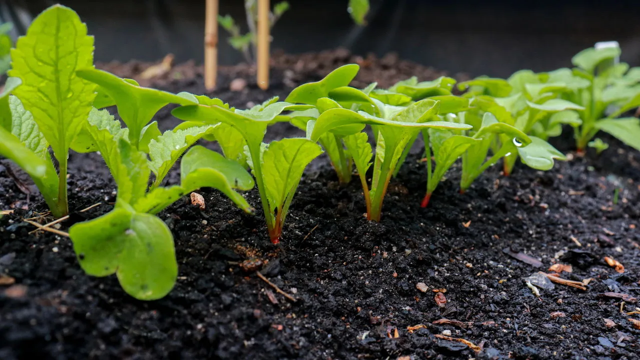 Tenha alimentos saudáveis com uma horta orgânica em casa
