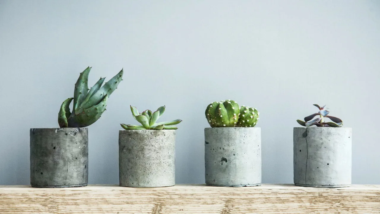 Suculentas ideais para deixar qualquer ambiente mais bonito