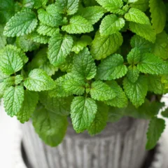 plantas repelentes
