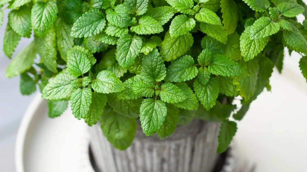 plantas repelentes plantas repelentes
