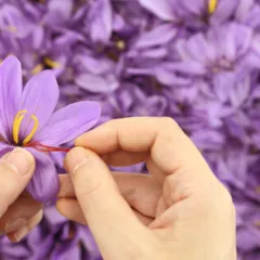 Como plantar açafrão