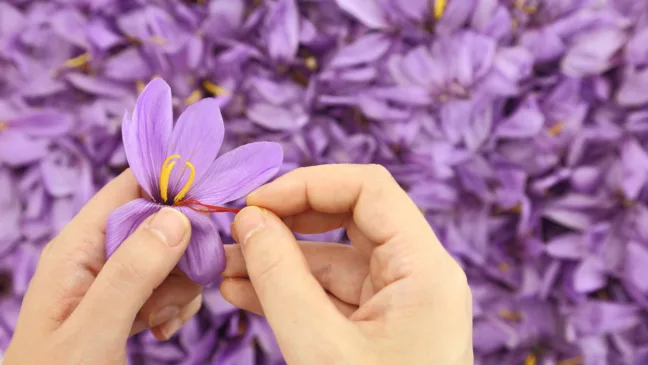 Como plantar açafrão Como plantar açafrão