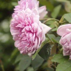 Rosa Centifolia - Créditos: depositphotos.com / AnaFidalgo