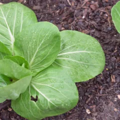 Cultivar couve-manteiga