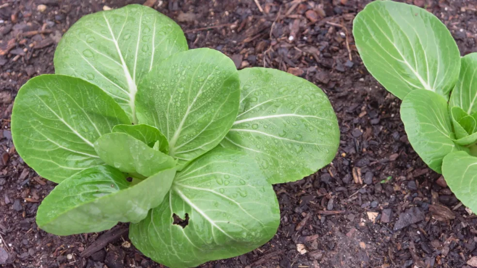 Cultivar couve-manteiga