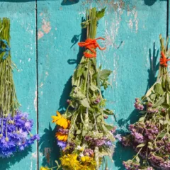 Plantas atrair boas energias