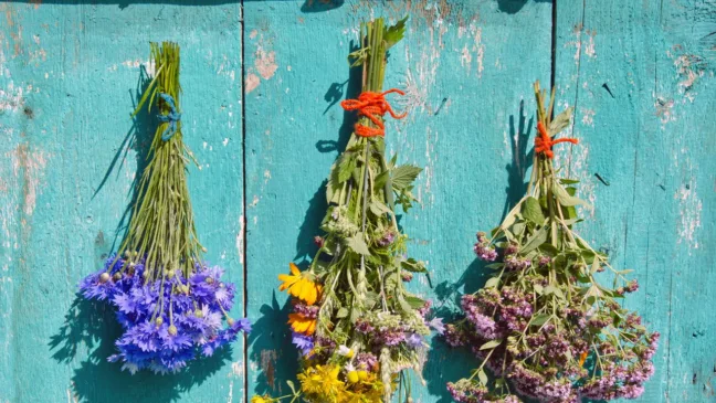 Plantas atrair boas energias