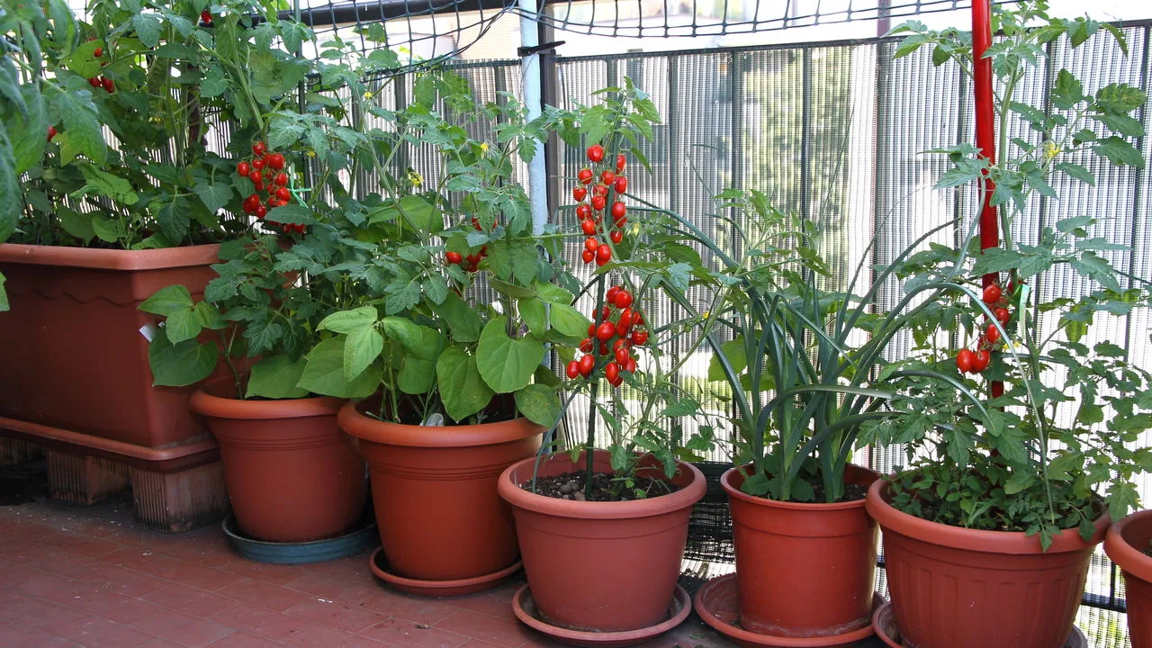 Plantar tomate sem terra firme? Veja como funciona