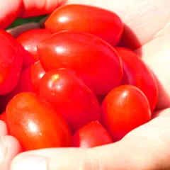 Plantar tomate sem terra firme? Veja como funciona