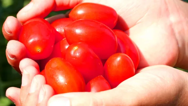 Plantar tomate sem terra firme? Veja como funciona Plantar tomate sem terra firme? Veja como funciona