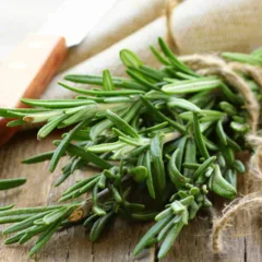 Planta de alecrim saudável em vaso com solo bem drenado para suportar o calor