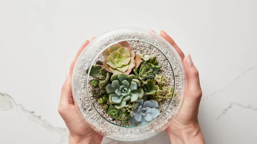 Suculentas ideais para deixar qualquer ambiente mais bonito Suculentas ideais para deixar qualquer ambiente mais bonito