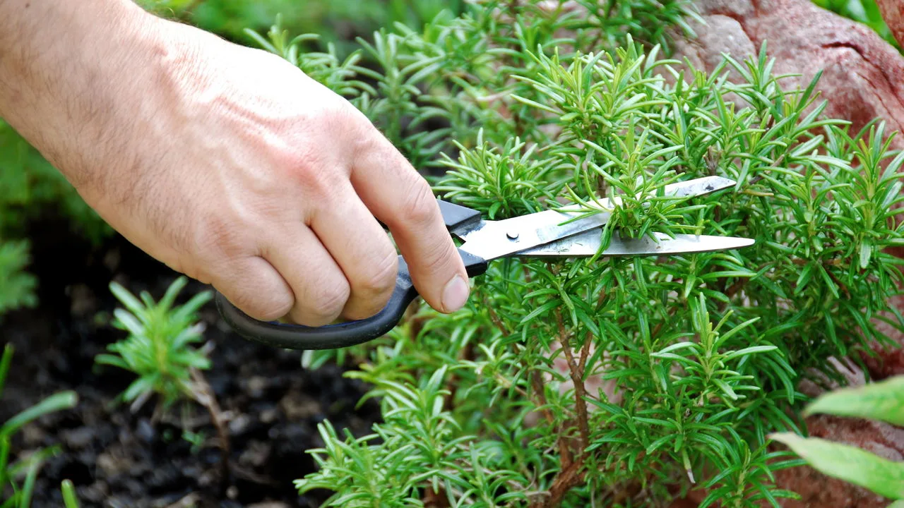 Essas plantas medicinais são fáceis de ter em casa