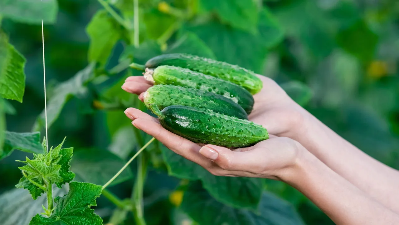 Cultivar pepino