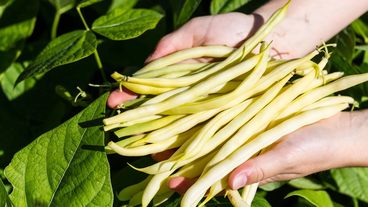 Plantar ervilha
