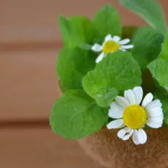 Plantar hortelã