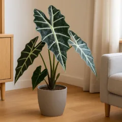 Foto: Cn Jardinagem