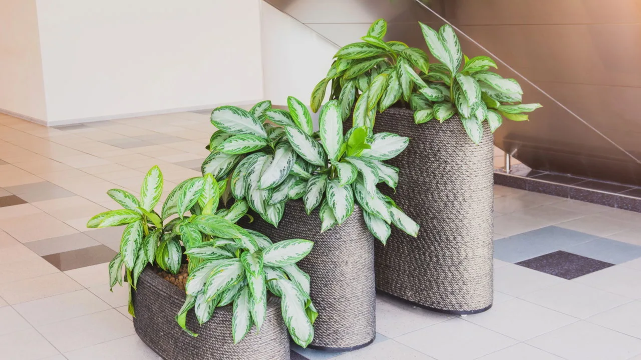 Plantas com folhas coloridas